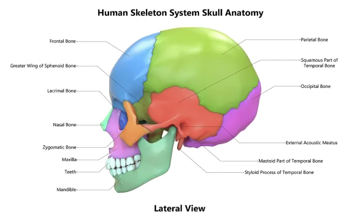 Framed Print : 3D Illustration Concept of Human Skeleton System Skull Bone Parts Described with Labels Anatomy