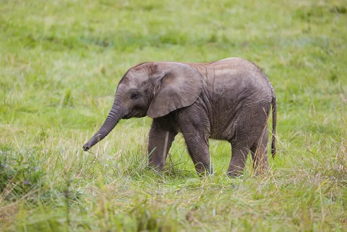 Framed Print : 4 months old African baby elephant (Loxodonta africana) walks over a green meadow