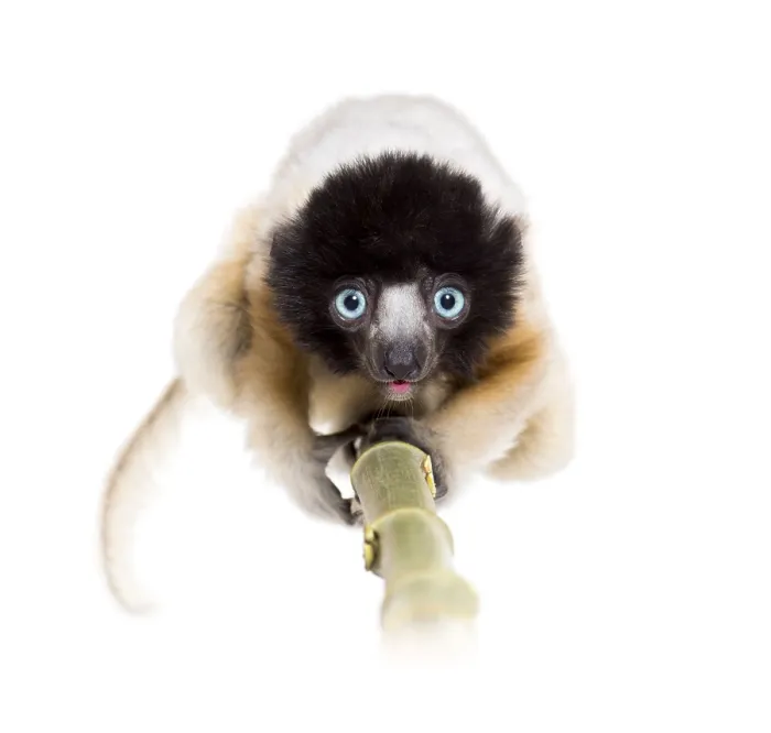 Framed Print : 4 months old approaching baby Crowned Sifaka looking at camera against white background