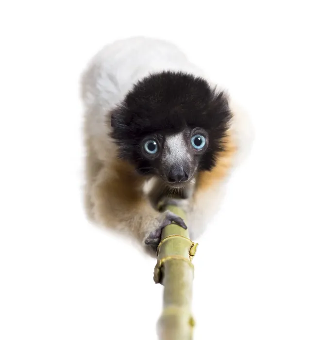 Framed Print : 4 months old approaching baby Crowned Sifaka looking at camera against white background