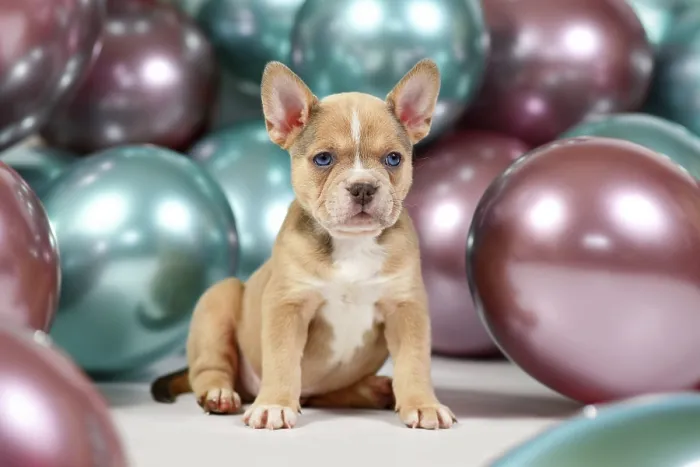 Framed Print : 6 weeks old healthy French Bulldog dog puppy with tail in front of colorful balloons