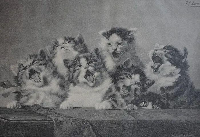 Framed Print : 6 Young Cats Yawning, Tired Kittens