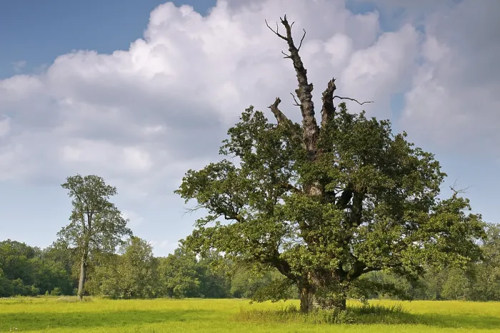 Framed Print : 650 years old English oak (Quercus robur) in summer