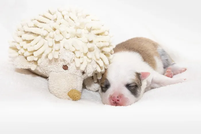 Framed Print : 7 day old Icelandic puppy