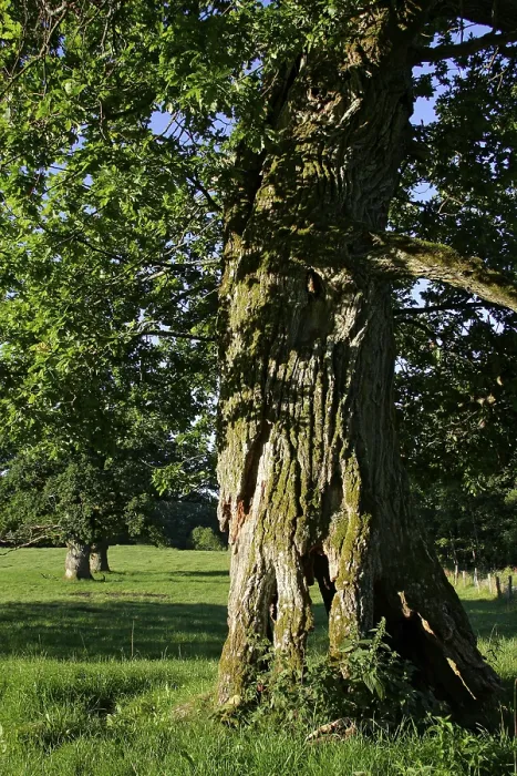 Framed Print : 800 years old English oaks from Tunhem in Sweden in the morning light - pedunculate oak (Quercus robur)