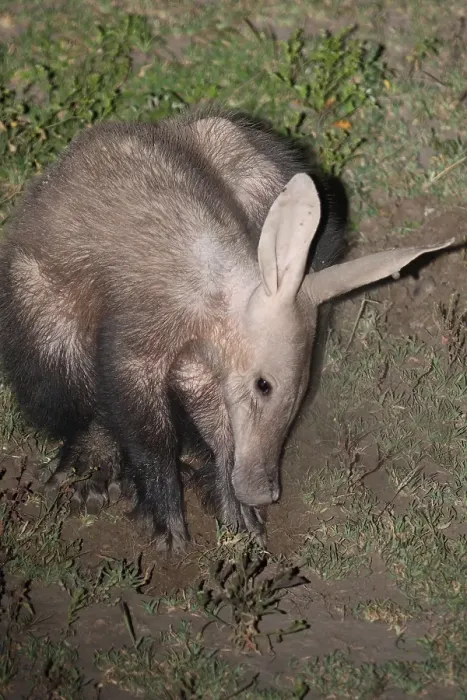 Framed Print : Aardvark (Orycteropus afer), subadult
