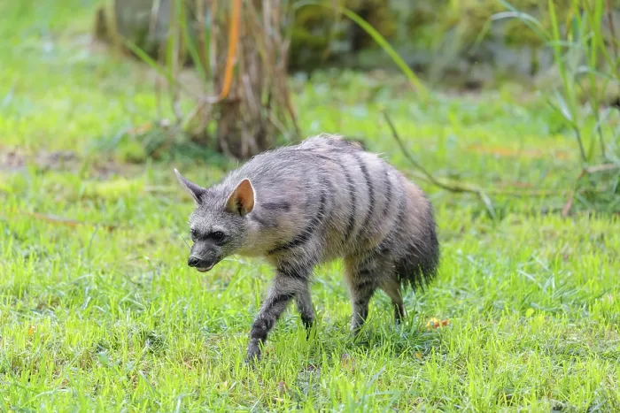 Framed Print : An aardwolf (Proteles cristatus) funs across a green meadow Framed Print : An aardwolf (Proteles cristatus) funs across a green meadow
