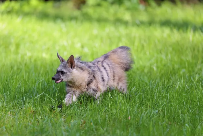 Framed Print : An aardwolf (Proteles cristatus) runs across a green meadow