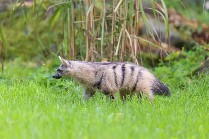 Framed Print : An aardwolf (Proteles cristatus) runs across a green meadow Framed Print : An aardwolf (Proteles cristatus) runs across a green meadow