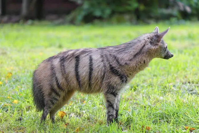 Framed Print : An aardwolf (Proteles cristatus) stands in a green meadow
