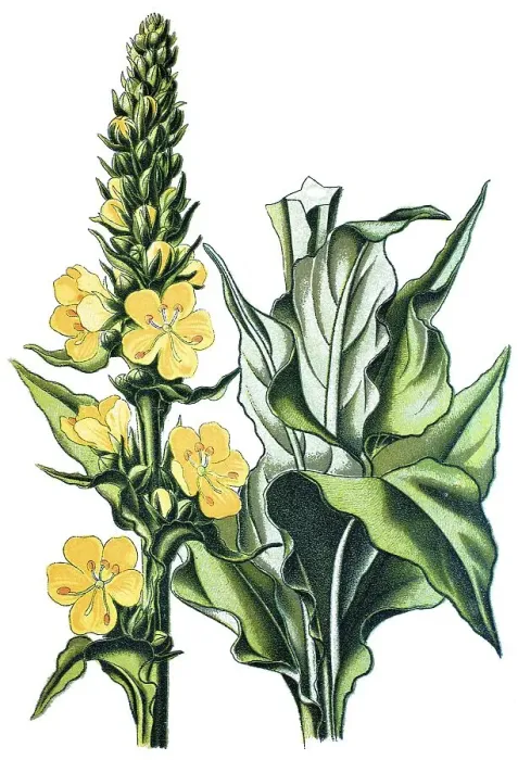 Framed Print : Aarons rod (Verbascum schraderi)