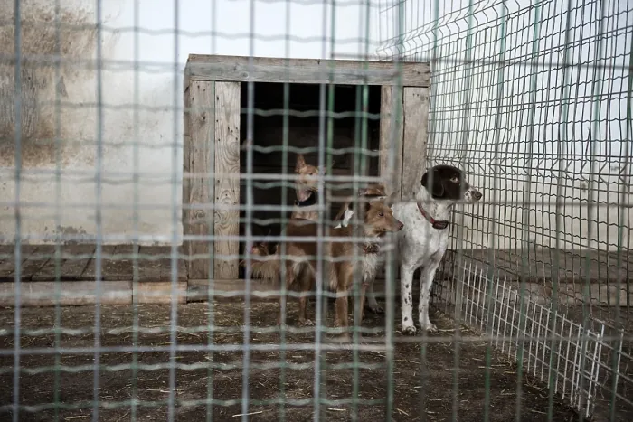 Framed Print : Abandoned dogs in a cage