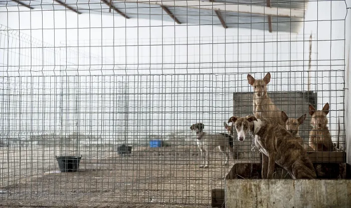 Framed Print : Abandoned dogs in a cage