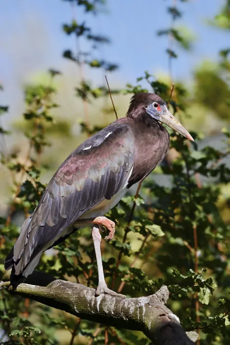 Framed Print : Abdim's stork or rain stork (Ciconia abdimii) stands on a branch