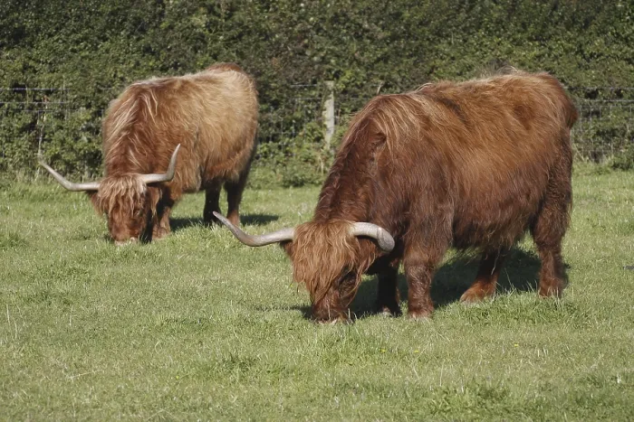 Framed Print : Two Aberdeen Angus Shetland cattle grazing in field