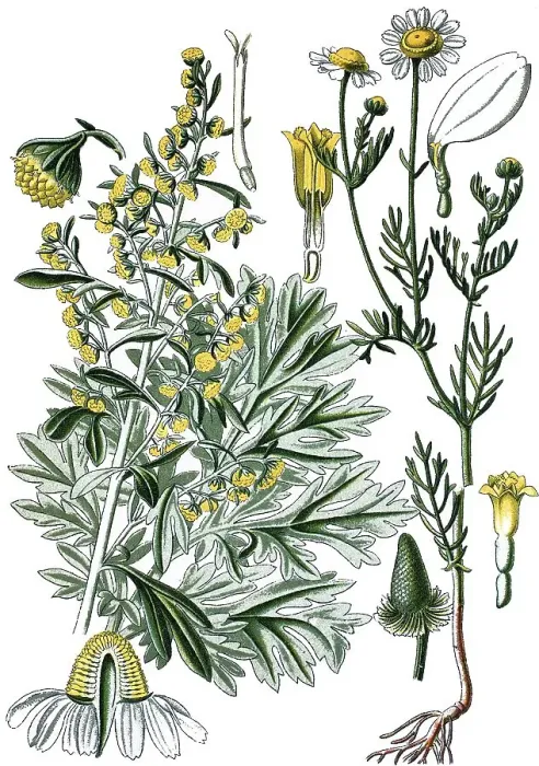 Framed Print : Absinthe Wormwood or Green Ginger (Artemisia absinthium)