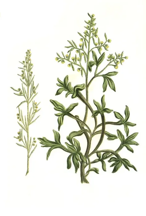 Framed Print : Absinthium longifolium and Absynthe marin