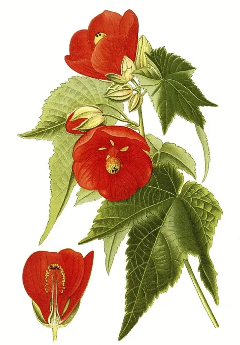 Framed Print : Abutilon venoso striatum, mallow