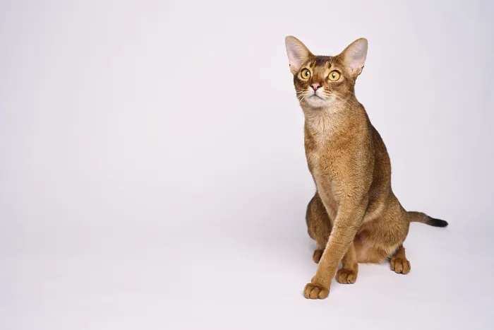 Framed Print : Abyssinian cat (Felis catus), crossing paws Framed Print : Abyssinian cat (Felis catus), crossing paws