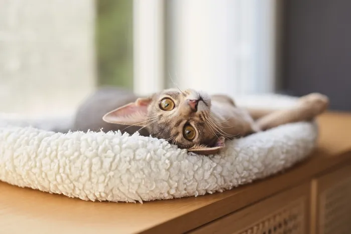 Framed Print : Abyssinian cat (Felis catus), lying in a cuddly bed