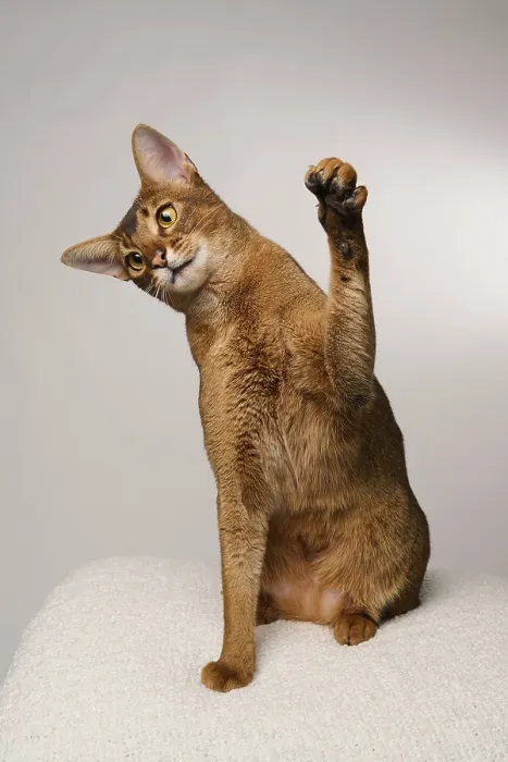 Framed Print : Abyssinian cat (Felis catus), raises paw Framed Print : Abyssinian cat (Felis catus), raises paw