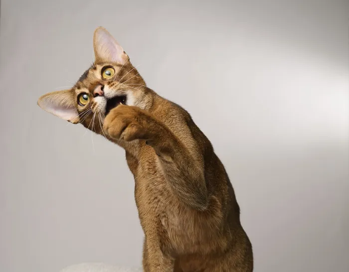 Framed Print : Abyssinian cat (Felis catus), raises paw Framed Print : Abyssinian cat (Felis catus), raises paw