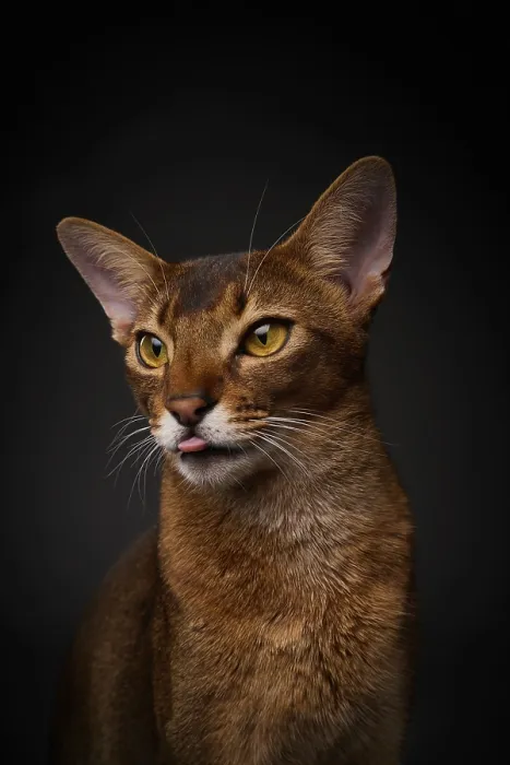Framed Print : Abyssinian cat (Felis catus), showing the tongue Framed Print : Abyssinian cat (Felis catus), showing the tongue