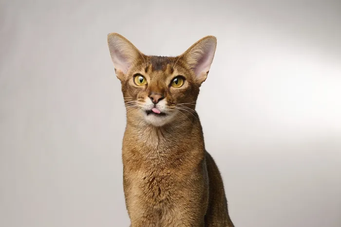 Framed Print : Abyssinian cat (Felis catus), showing the tongue