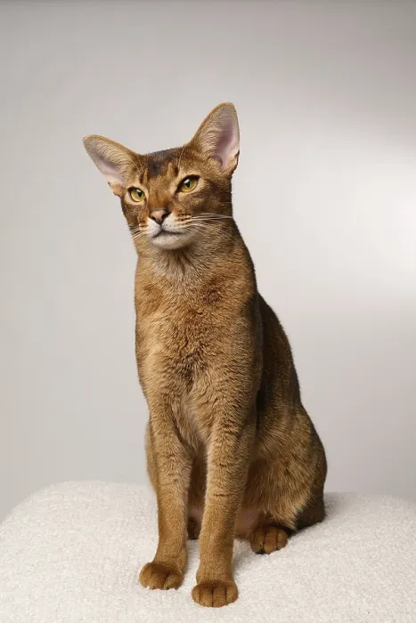 Framed Print : Abyssinian cat (Felis catus), sitting