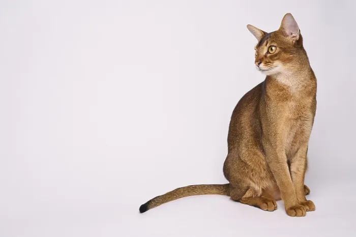 Framed Print : Abyssinian cat (Felis catus), sitting