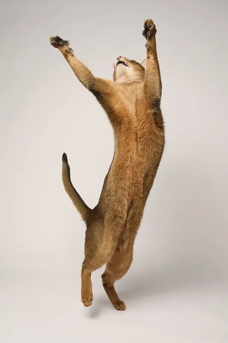 Framed Print : Abyssinian cat (Felis catus), stretching Framed Print : Abyssinian cat (Felis catus), stretching