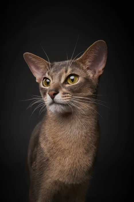 Framed Print : Abyssinian cat (Felis catus), in studio with black background