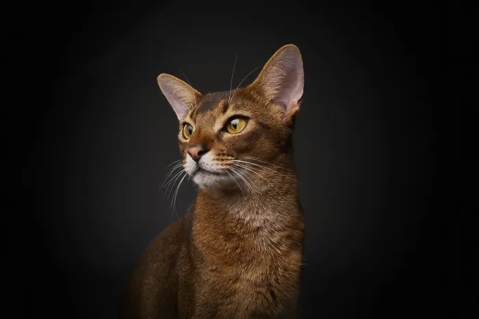 Framed Print : Abyssinian cat (Felis catus), in studio with black background Framed Print : Abyssinian cat (Felis catus), in studio with black background