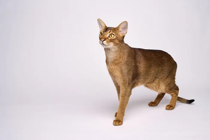 Framed Print : Abyssinian cat (Felis catus), in studio with white background Framed Print : Abyssinian cat (Felis catus), in studio with white background