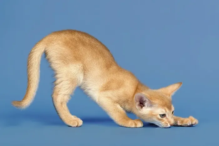 Framed Print : Abyssinian kitten, 9 weeks, colour fawn