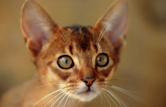 Framed Print : Abyssinian wild coloured male 13 weeks old