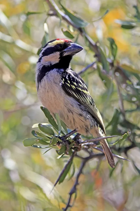 Framed Print : Acacia pied barbet (Tricholaema leucomelas)