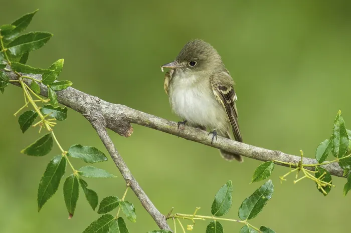 Framed Print : Acadian Flycatcher (Empidonax virescens) perched on a branch