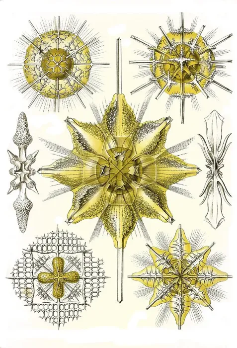 Framed Print : Acanthometra, Spiny Ray Rings, Art Forms of Nature