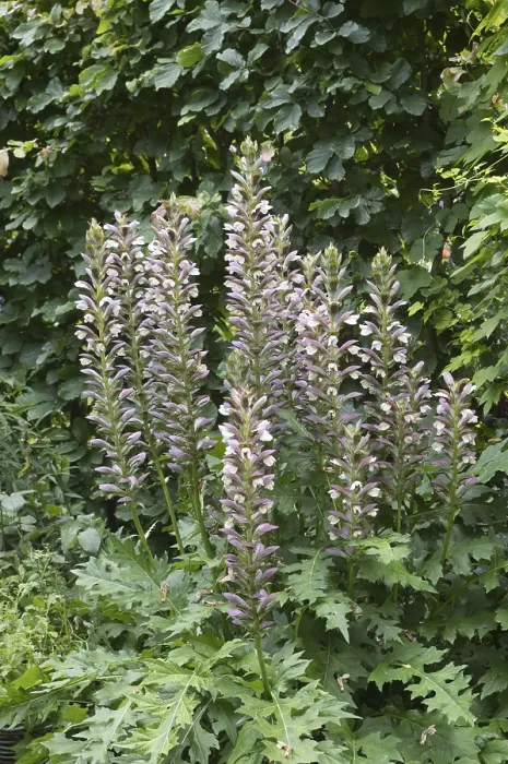 Framed Print : Acanthus mollis, commonly known as bear's breeches