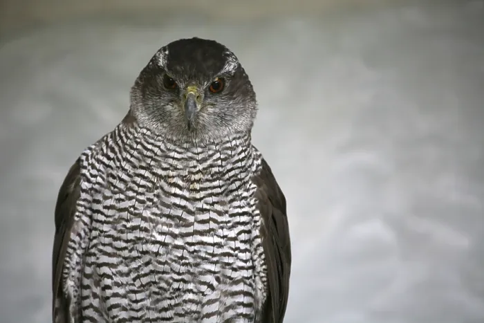 Framed Print : Accipiter gentilis (Accipiter gentilis)