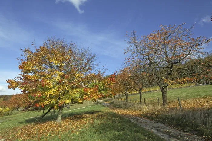 Framed Print : Acer platanoides, Norway maple in autumn (cherry trees on the right)