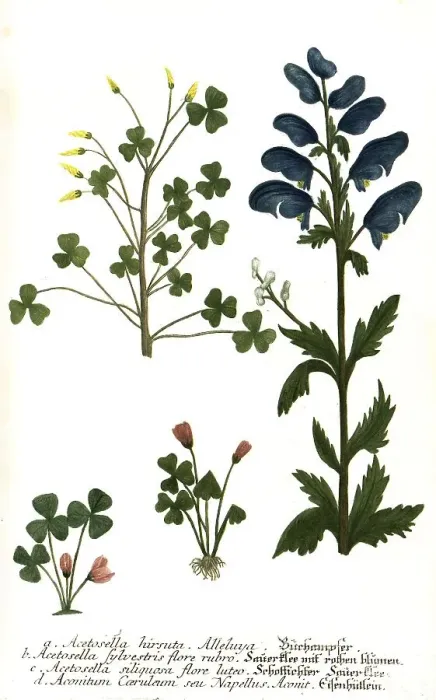 Framed Print : Acetosella hirsuta, Acetosella sylvestris flore rubro