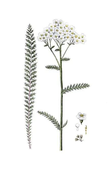 Framed Print : Achillea millefolium, common yarrow or common yarrow Framed Print : Achillea millefolium, common yarrow or common yarrow