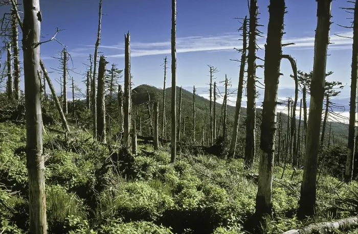 Framed Print : Acid Rain Damage, Forest Decline, Mt