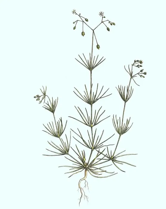Framed Print : Acker-Spark, Spergula arvensis