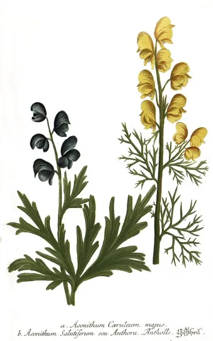 Framed Print : Aconithum coeruleum majus and Aconithum salutifernum