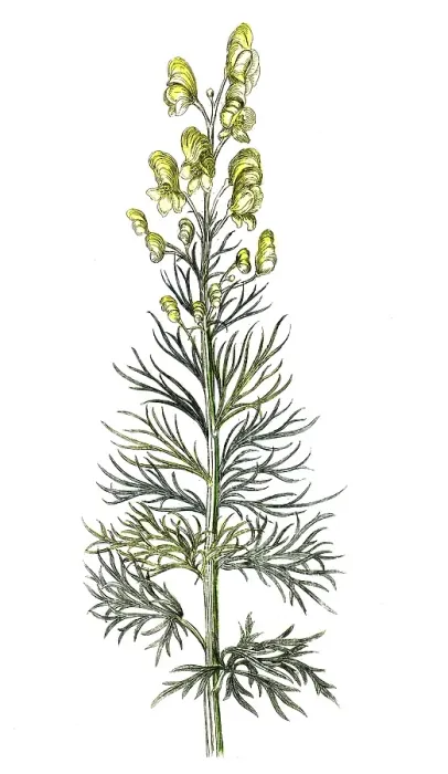 Framed Print : Aconitum anthora, poison aconite, digital reproduction of a historical original, between 1790 and 1810