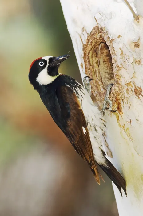 Framed Print : Acorn Woodpecker (Melanerpes formicivorus)