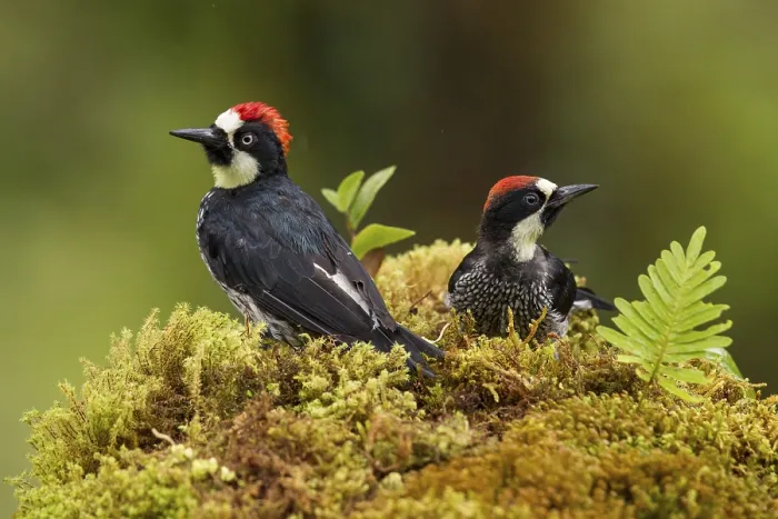 Framed Print : Acorn woodpeckers Framed Print : Acorn woodpeckers